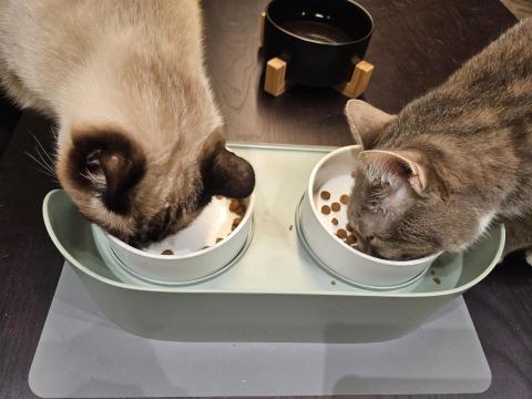 心繪🐾 - 貓咪整日照顧