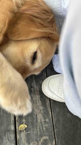 洪誌翎 - 出去玩遇到的芋頭阿金（主人也很友善的讓我和他親近）