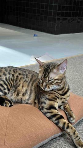 洪誌翎 - 去寵物咖啡廳被選為陪坐 好幸運～ 曼曼超可愛 毛亮亮的 照顧得超好