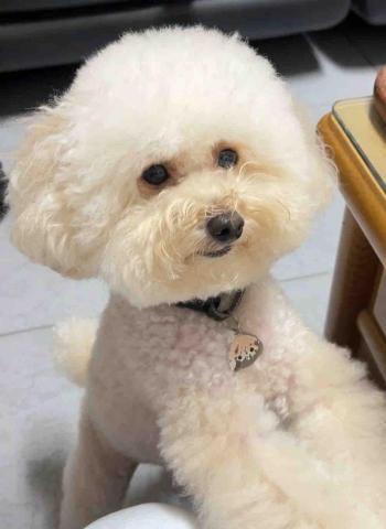 洪誌翎 - 自家的狗勾 他在看我手中的食物❌