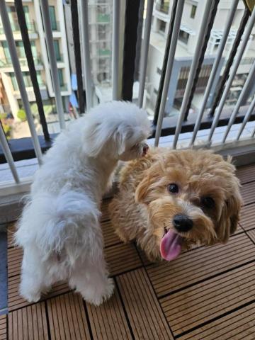 心繪🐾 - 到府照顧兩隻狗狗