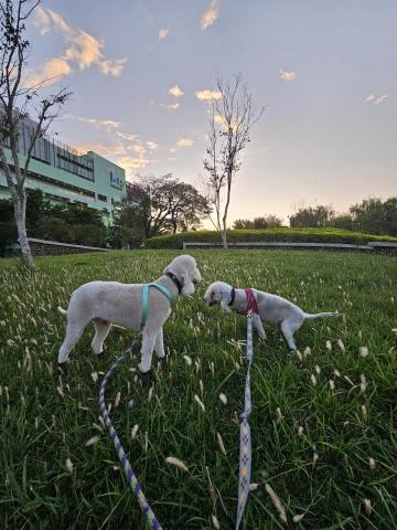 心繪🐾 - 帶兩隻狗狗去散步