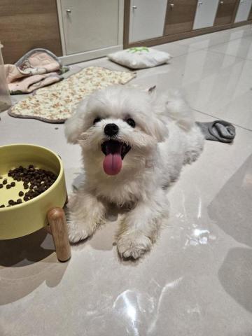 心繪🐾 - 捕捉可愛的瞬間！