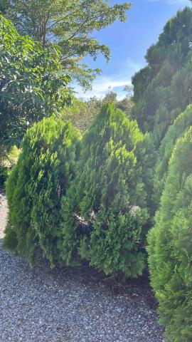 洪誌翎 - 陪逛逛