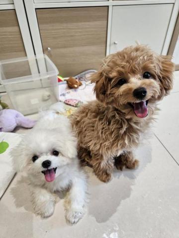 心繪🐾 - 喜歡狗狗們可愛的笑臉：D