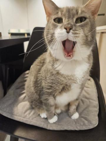 心繪🐾 - 捕捉貓貓可愛的瞬間！