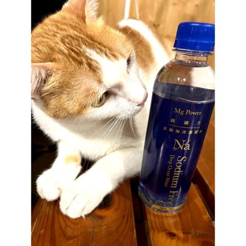 史萊貓小天 - 產品照