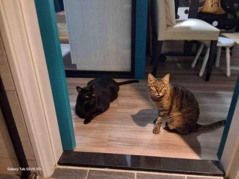 陳品蓁 - 家裡的貓貓照片！