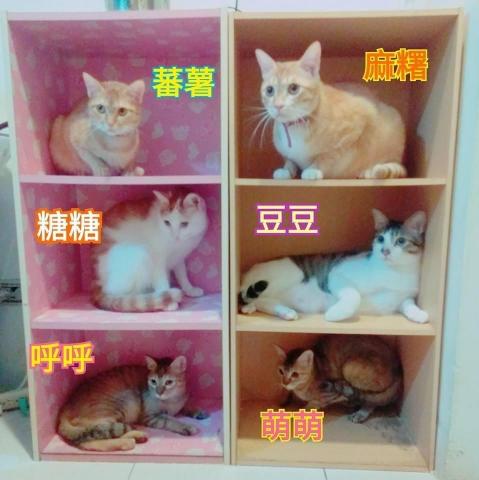 詹竣凱 - 11年貓奴經驗