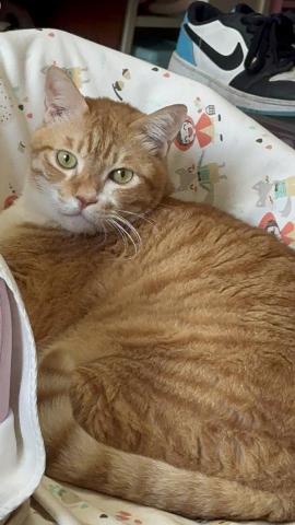 詹竣凱 - 養貓11年經驗
家裏有6隻貓咪、1隻柴犬