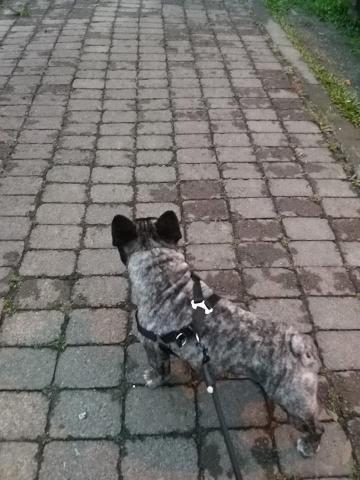 Qin Lin Huang - 帶寵物狗狗散步