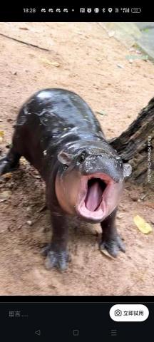 提供xppen筆壓服務的專家李姿妤