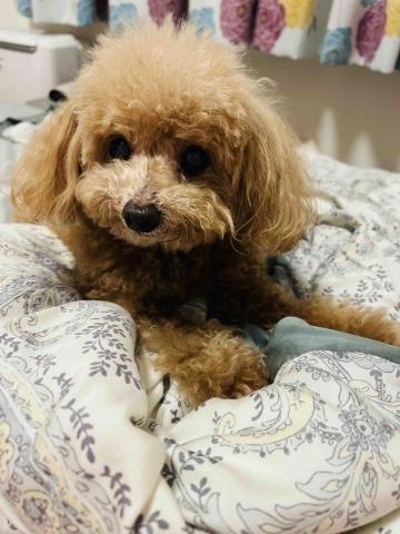 劉惠琪 - 老犬陪伴