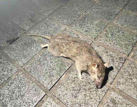 開琍企業社 - 老鼠防治