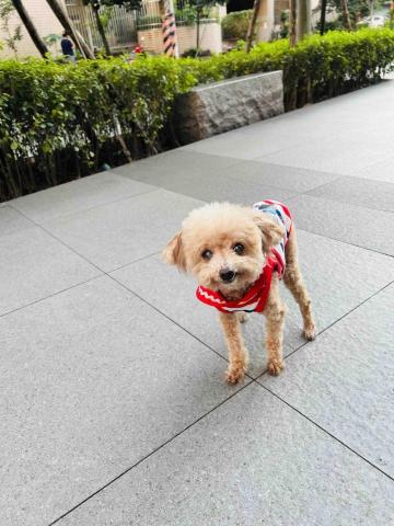 劉惠琪 - 老狗16歲散步