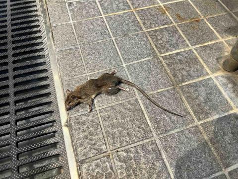 開琍企業社 - 老鼠防治