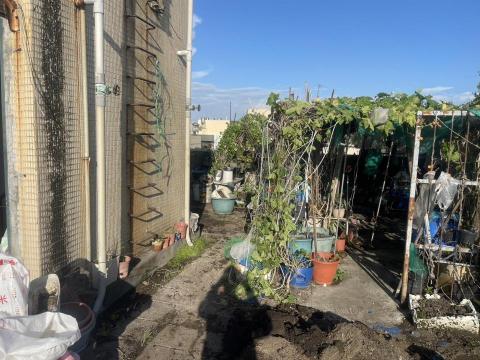 熊熊 - 屋頂上花草植物清除