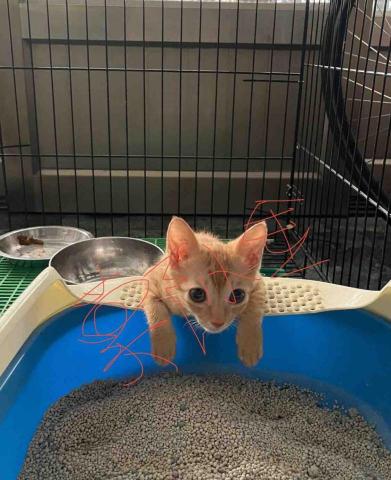 鄭小金貓咪服務機構 - 幼貓照顧與陪玩