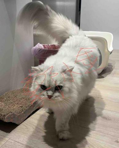 鄭小金貓咪服務機構 - 成貓照顧與陪玩