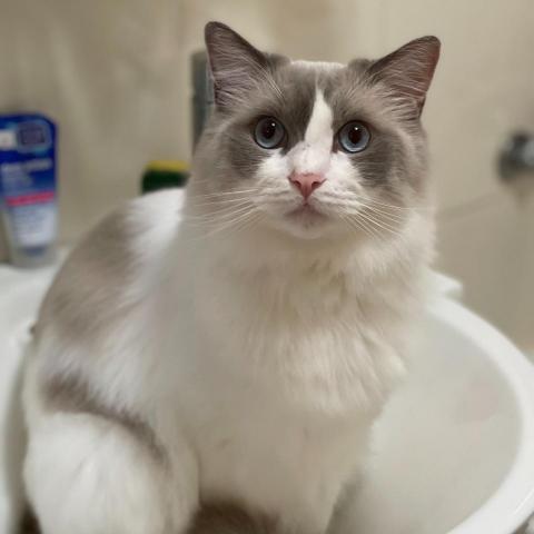 提供拍照箱服務的專家廖思賢