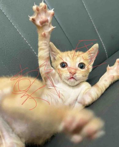 鄭小金貓咪服務機構 - 幼貓照顧與陪玩