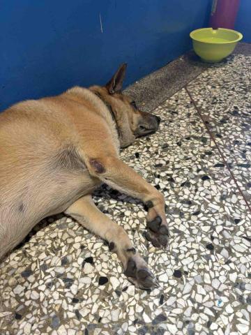 寵物的好搭檔 - 好想你