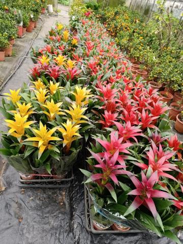 陳宥穎 - 過年時賣的植栽