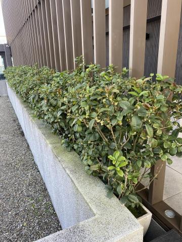 杰Jay - 社區頂樓桂花廊道