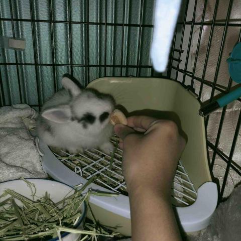 寵物的好搭檔 - 好吃好吃