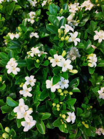 陳宥穎 - 七里香