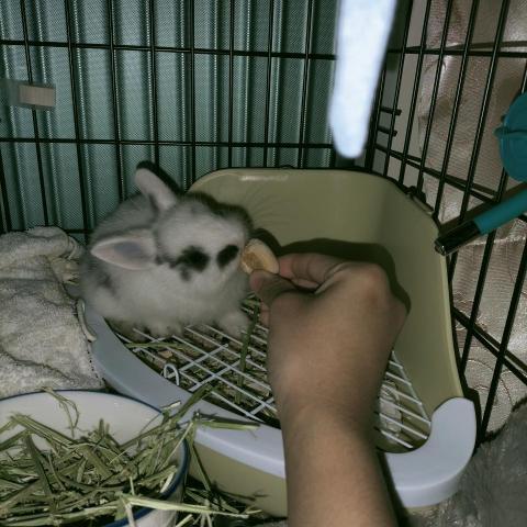 寵物搭檔 - 可愛的小傢伙