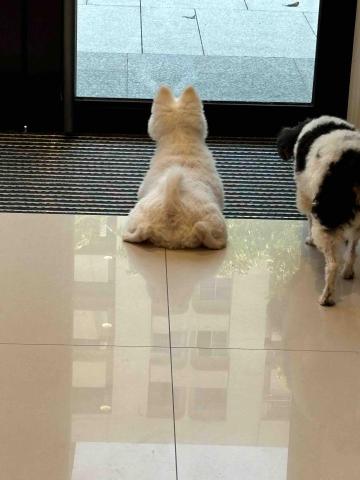 寵物的好搭檔 - 你要回來了嗎