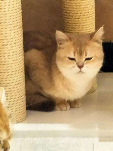 寵物搭檔 - 快睡著了