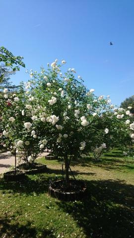 杰Jay - 主題作品