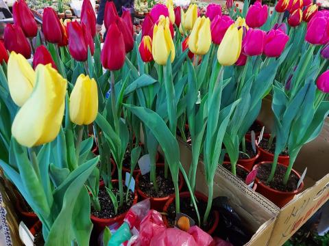 陳宥穎 - 鬱金香