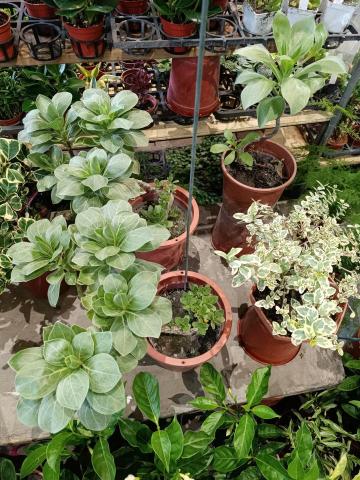 陳宥穎 - 白水木，景觀植物