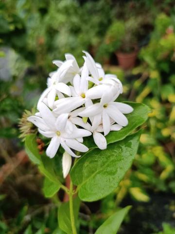 陳宥穎 - 稀有品種毛茉莉