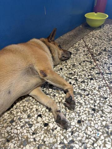 寵物搭檔 - 想念主人