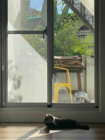 寵物保母 - 寵物/貓咪上門餵藥 、清理 、檢查