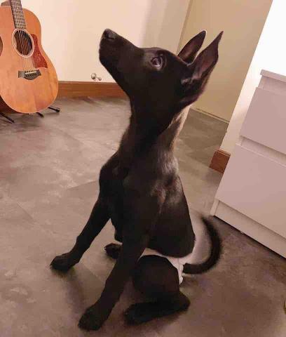 寵物保母 - 寵物寄養（單獨空間不關龍）