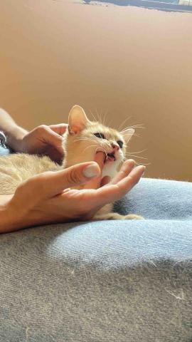 寵物保母 - 主人出國 代照顧