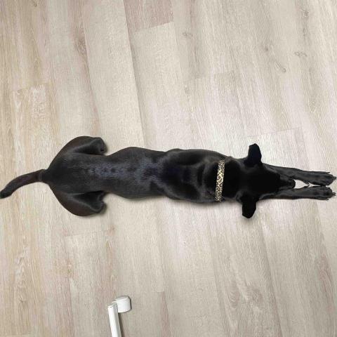 寵物保母 - 上門服務寵物陪伴 玩耍