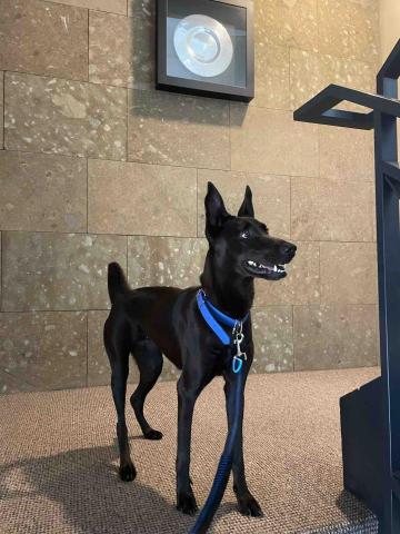 寵物保母 - 寵物散步