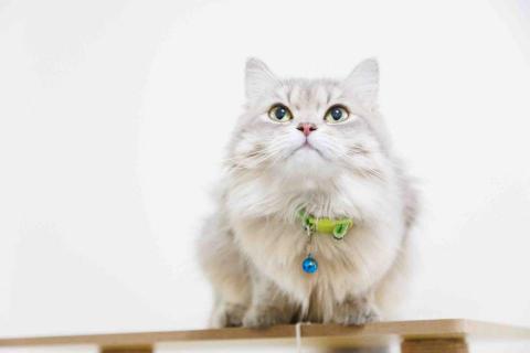 影痕光跡 - 動物攝影