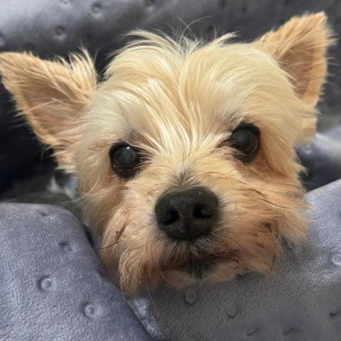 提供日文50音教學服務的專家山川