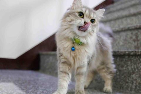 影痕光跡 - 動物攝影