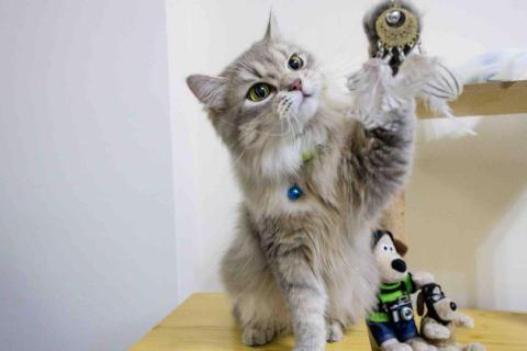 影痕光跡 - 動物攝影