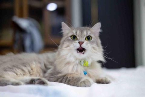 影痕光跡 - 動物攝影