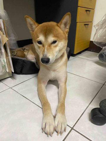 提供染髮劑天然服務的專家黃光輝