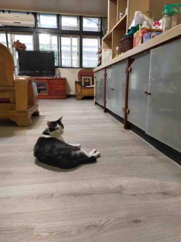 橙榯木地板工程行 - 德國超耐磨木地板 Krono original Bionyl K325